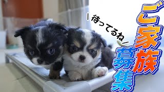 オーダーページ　苺ハウスチワワ　3/3 Chihuahua] We've decided on a name and he's grown into a cute