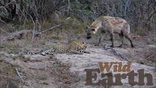 Leopard And Hyena Interaction