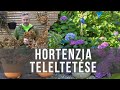 Hortenzia teleltetése - Hogy csináld, hogy ne fagyjon el?