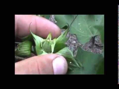 Videó: Gyapotnövény - A Pamut Hasznos Tulajdonságai és Termesztése. Pamut Alkalmazás