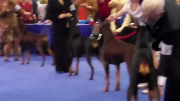 2011 Eukanuba Guinness & Jeff Brucker Part 2 of 2