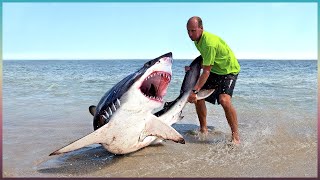 Animaux Qui Ont Demandé de L’Aide Aux Humains!