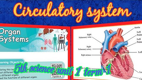 Organ systems(part -3)/ Circulatory system/ 5th standard/ science/unit 1/ term 1/ samacheer kalvi