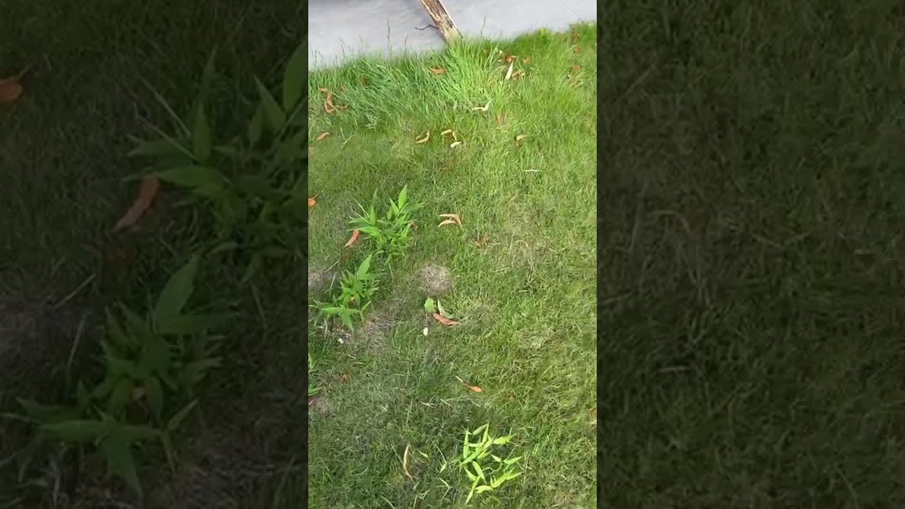 🎋 Bamboo Nightmare in Birmingham 🏡