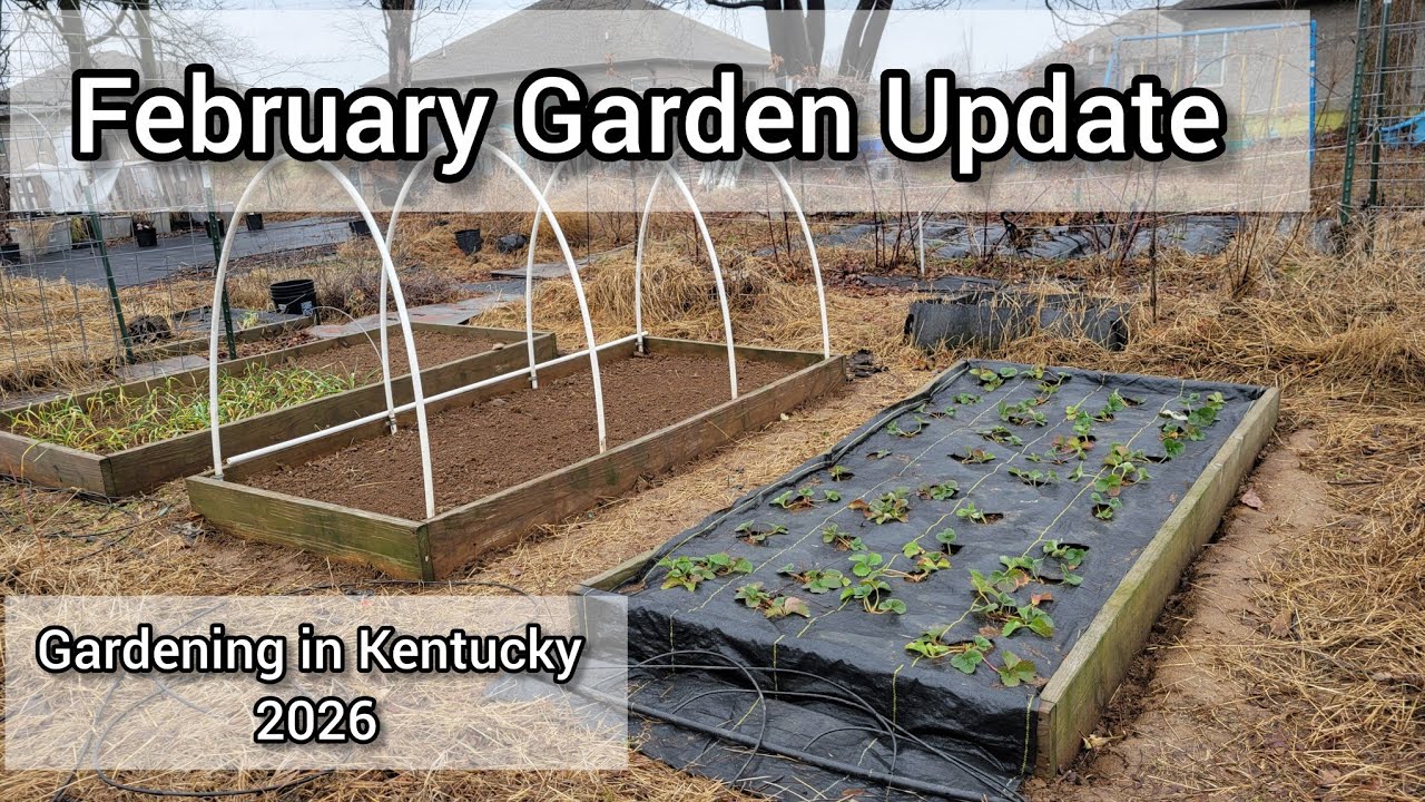 Обновление информации о саде за февраль | Клубника, чеснок, тюльпаны и проблемы в теплице