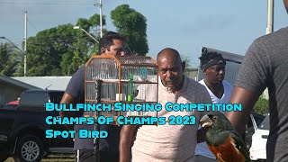 Bullfinch Singing Competition Champs Of Champs 2023 Spot Bird