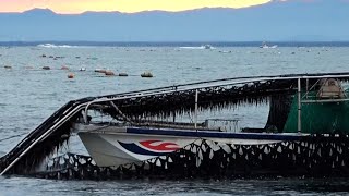 有明海で養殖ノリの初収穫