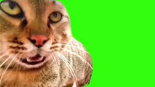 screaming cat upclose meme green screen