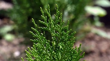 Cypress Tree #1 Free HD Video Background