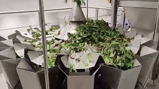 Fresh Cut Salad Processing Line