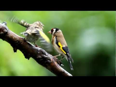 all about the goldfinch gardenbird