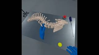 Scoliosis VR simulator (pedicle screws insertion)