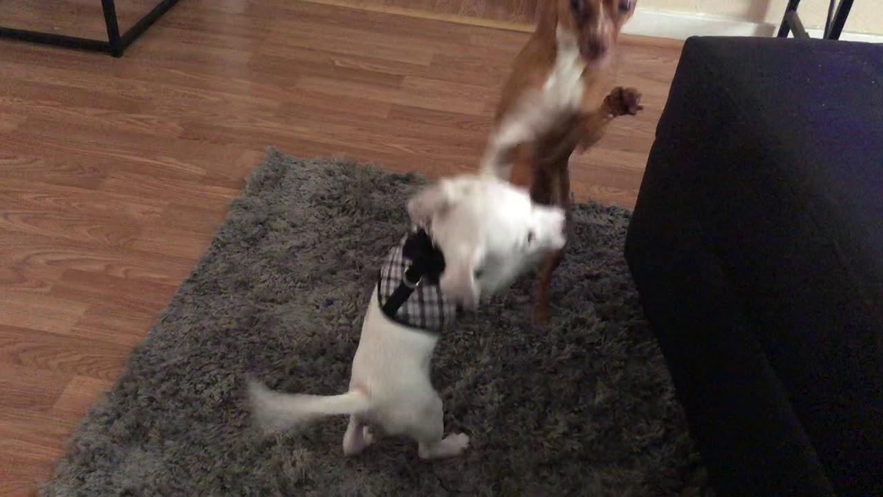 Jack Russell Terrier Puppies For Sale In Houston Tx Youtube