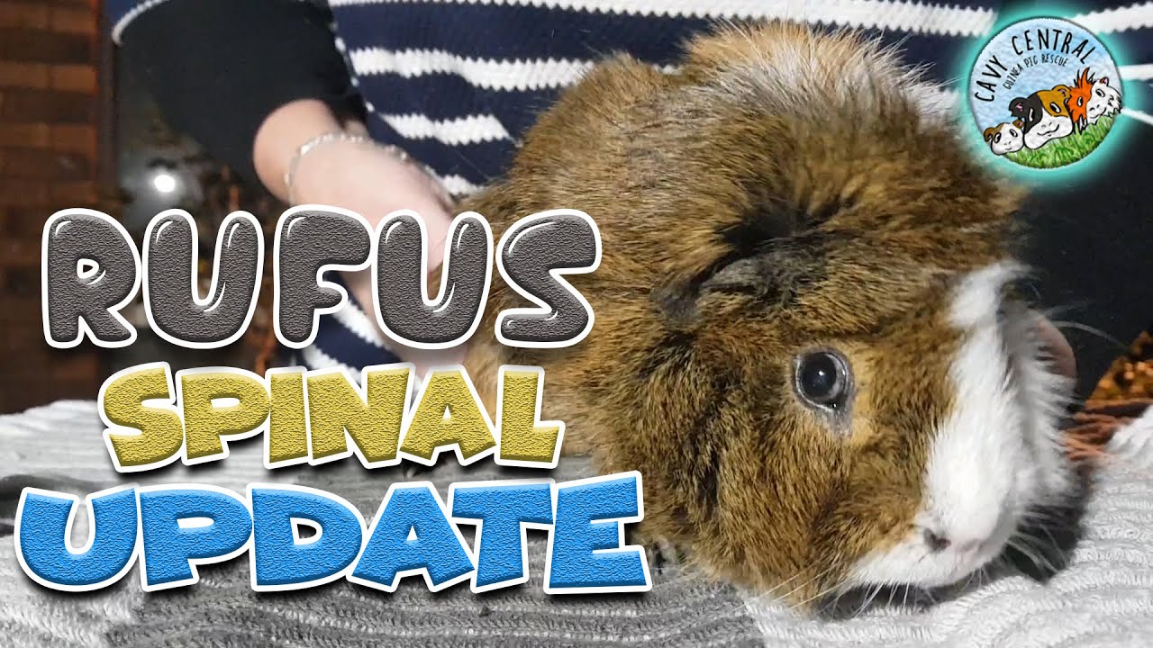 Rufus spinal injury guinea pig shares an update at Cavy Central Guinea