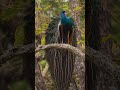 Winter Beauty - WAIT FOR IT #bandipurtigerreserve #indianwildlife #peacock #manishbabusrinivas