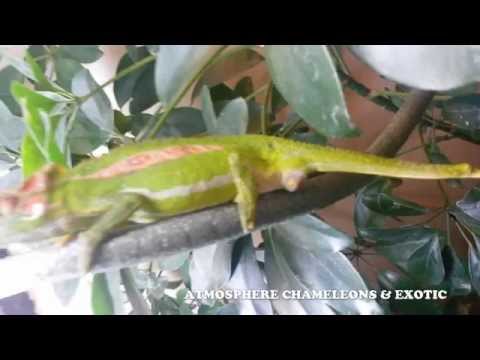 Live Birth - Bradypodion Pumilum - ( The Cape Dwarf Chameleon )