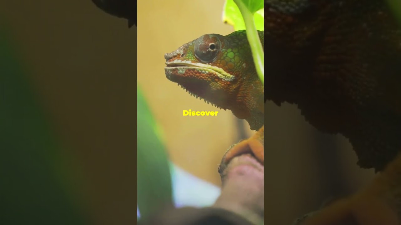 Why Do Chameleons Change Color ? 🦎 