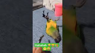 funny videos #viral #funny #shorts