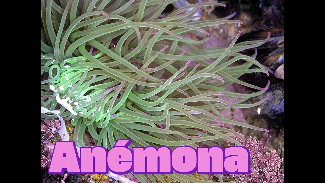 Protolama - Anémona (BJM Cover)