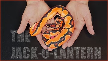 MIND-BLOWING Results from My 2024 Clutch