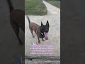 bien regardé la vidéo bien lire le texte malinois GUN de Brest 29