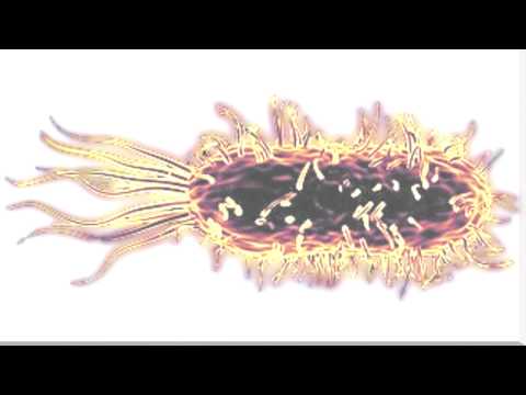 Video: Ar bakterijos ir dromedarai?