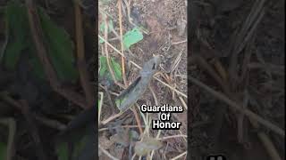 HelenTV  AfricanWisdom AfricanHistory AfricanDocumentary