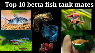 Top 10 betta fish tank mates/ බේටාට මාලුන්ෙග යාලු මාලු