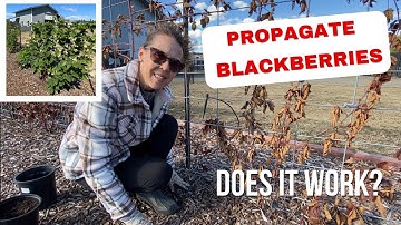 How I Propagate Blackberries (Brambles) | Ep 3 - What’s up in the garden 2025