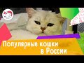 5 самых популярных пород кошек в России