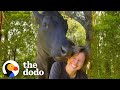 This Rescue Cow Acts Like A 1-Ton Baby | The Dodo Soulmates