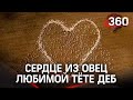 Фермер сделал сердце из овец в память о погибшей тёте