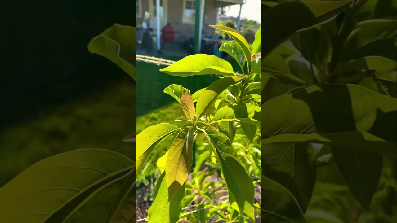 Fuerte Avocado tree - beautiful new growth 🥑🥑🥑 