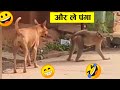 बंदर को उंगली करना भारी पड़ गया ll Monkey funniest moment 🤣😂