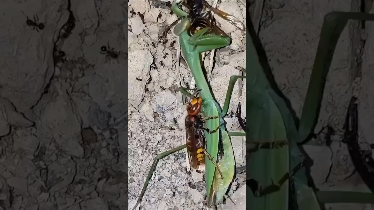 Insect Combat: Nature's Tiny Gladiators 