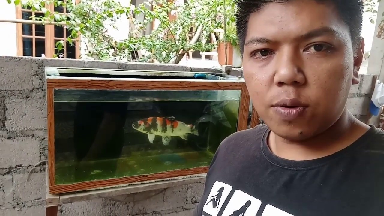 Cara mengobati ikan koi mata berselaput, badan merah2,dan jamur