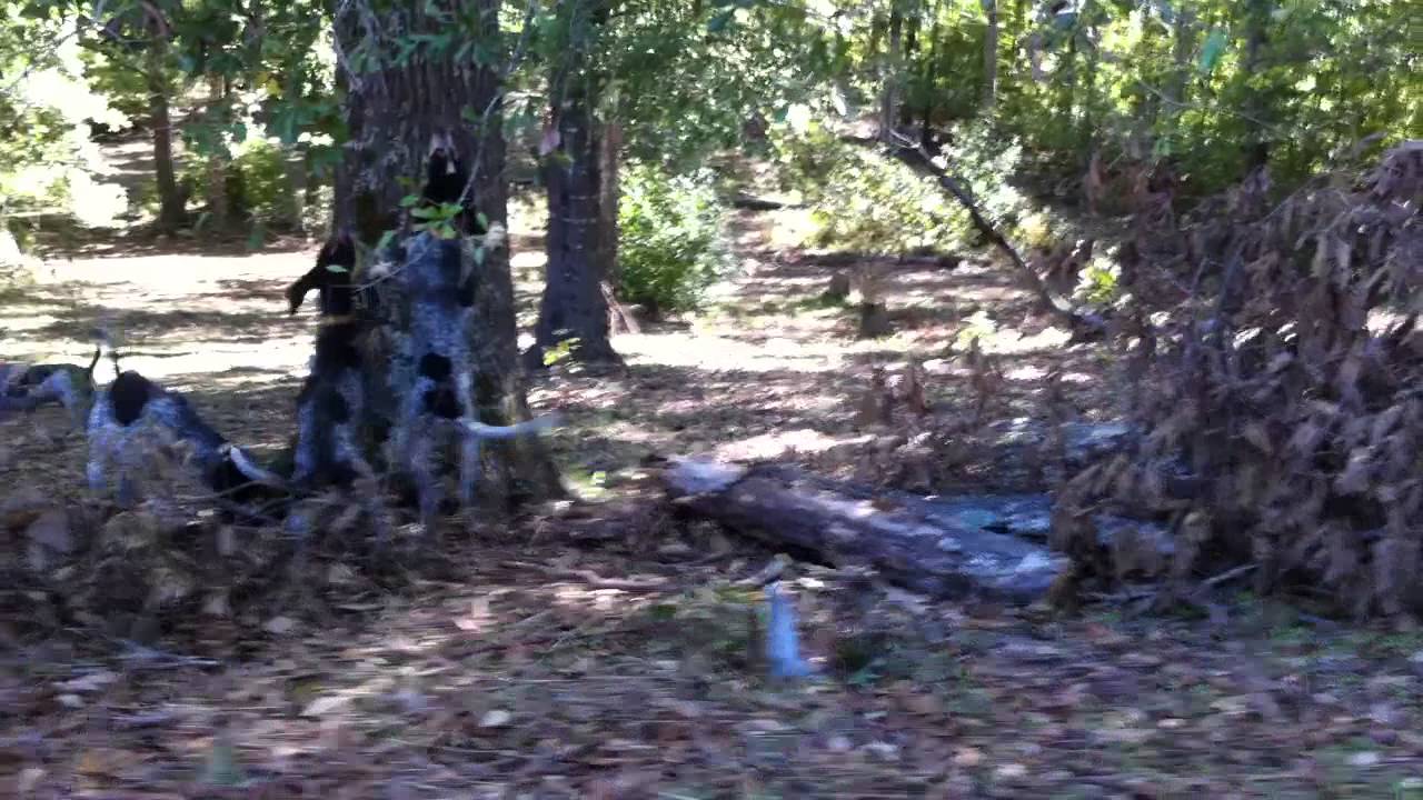 6 month old bluetick coonhound weight chisolm u0027s smokey river bluetick coonhounds home of champion coon 6 month old bluetick coonhound weight chisolm u0027s smokey river bluetick coonhounds home of champion coon