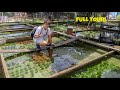 INCREDIBLE AQUATIC PLANT FARM in Singapore - FULL TOUR!