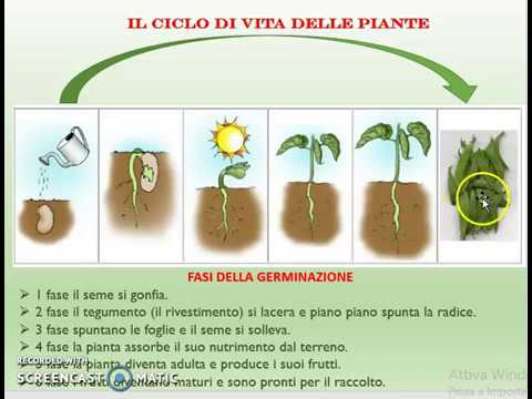 Scienze: Il ciclo di vita delle piante