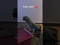 #parrot #bird #talkingbird #talkingparrot #cuteparrot #cutebird #birdshorts #parrotlover #funnybirds