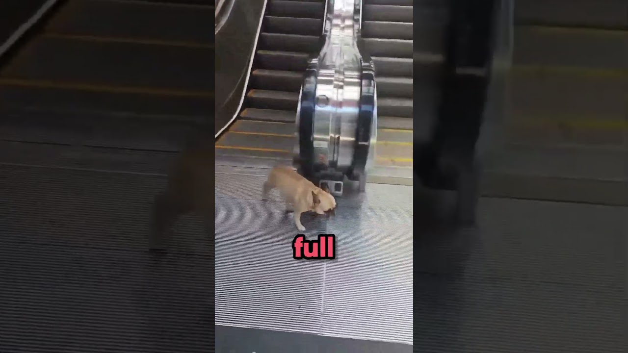 This Dog Found the Best Escalator Hack Ever!
