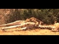 Most Amazing Wild Animal Attacks Animals In The World Lion Vs Zebra Vs Buffalo Craziest Animal Most Amazing Wild Animal Attacks Animals In The World Lion Vs Zebra Vs Buffalo Craziest Animal