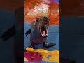 The SMARTEST SEAL in the World! 😱 #shorts