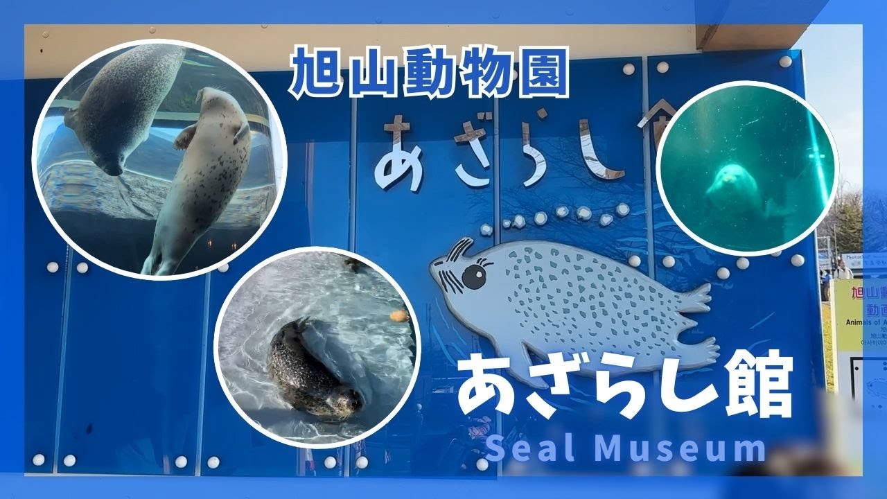 旭山動物園】あざらし館🌊[Asahiyama Zoo] Seal Museum - YouTube