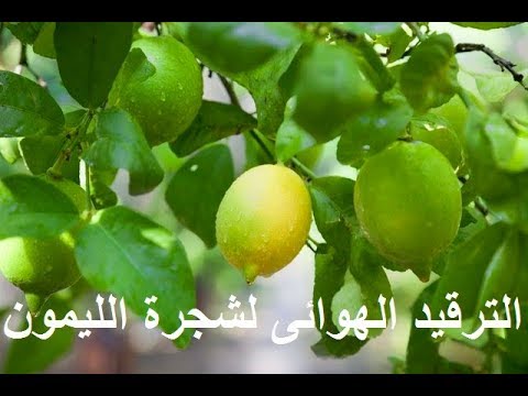 فيديو: ما هو Sea Lavender - تعرف على كيفية زراعة نباتات الخزامى التوفير