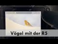 Vögel mit der R5 bei -17°C