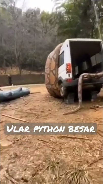 Ular python besar memangsa mobil