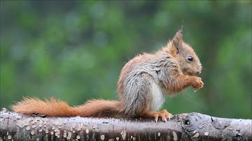 Red squirrel (Slow motion HD)
