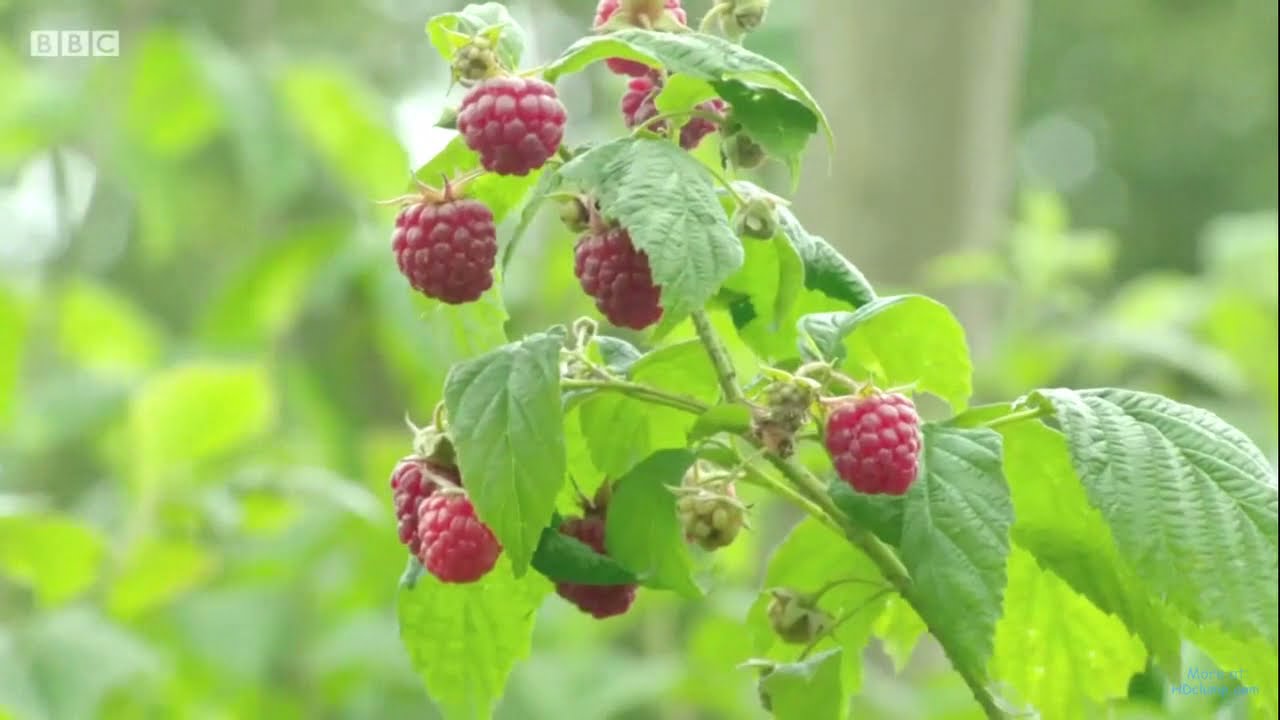 Kertesz kertje   nyári málna metszése S50 E25 részlet