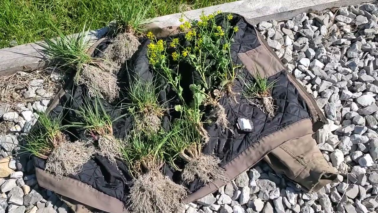 Fescue root system of a 6 month old plant. YouTube